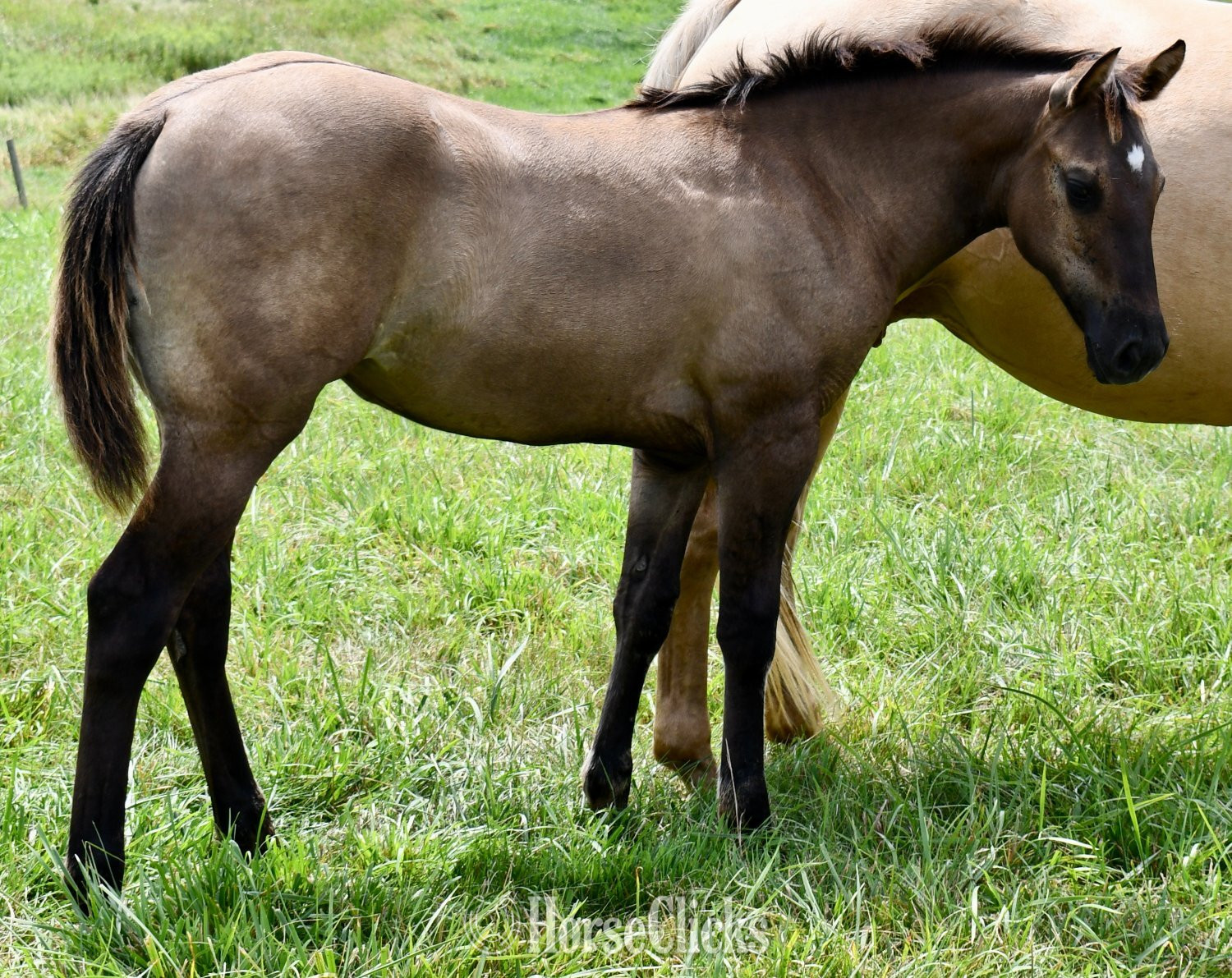 "Rose- Solanos Blakburn x Cougarand" Grullo Filly Quarter Horse - Quarter Horse