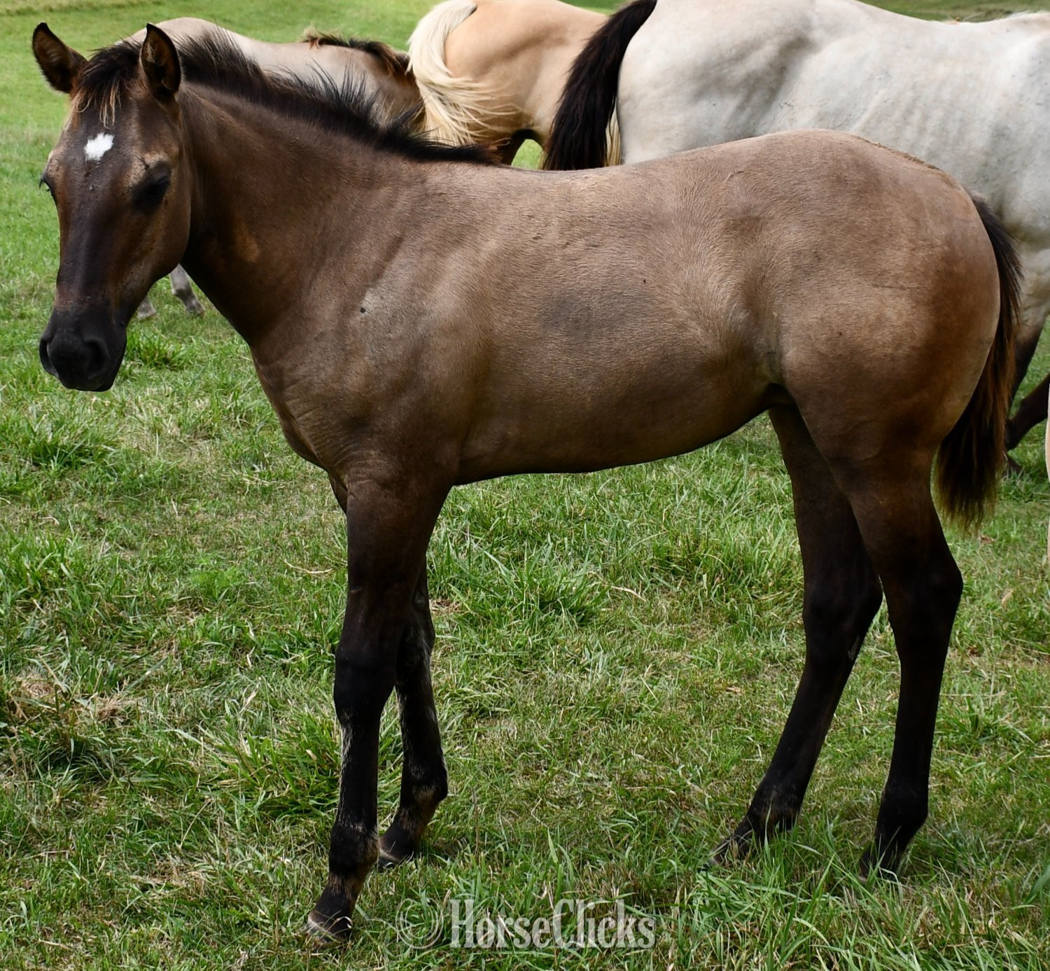 "Rose- Solanos Blakburn x Cougarand" Grullo Filly Quarter Horse Missouri