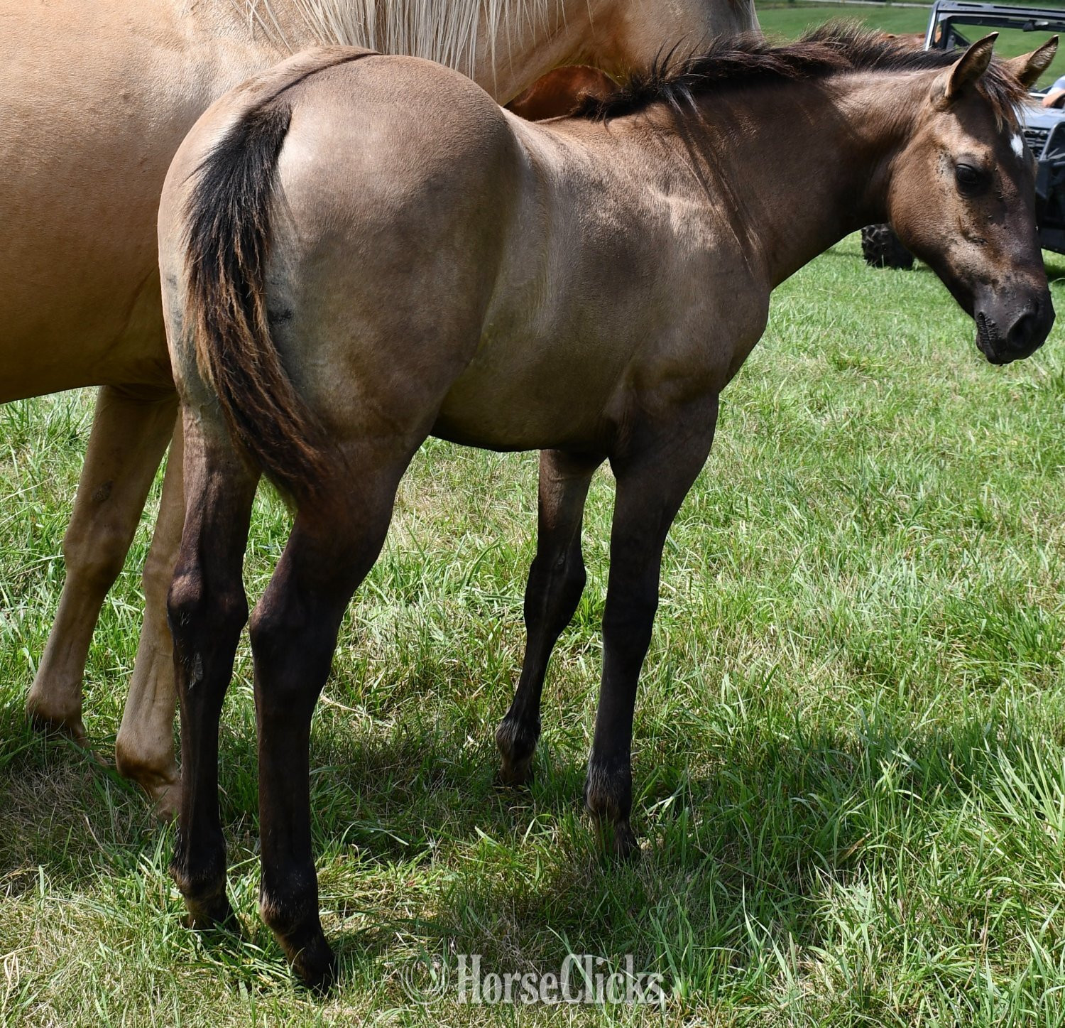 Quarter Horse - "Rose- Solanos Blakburn x Cougarand" Grullo Filly Quarter Horse in Missouri