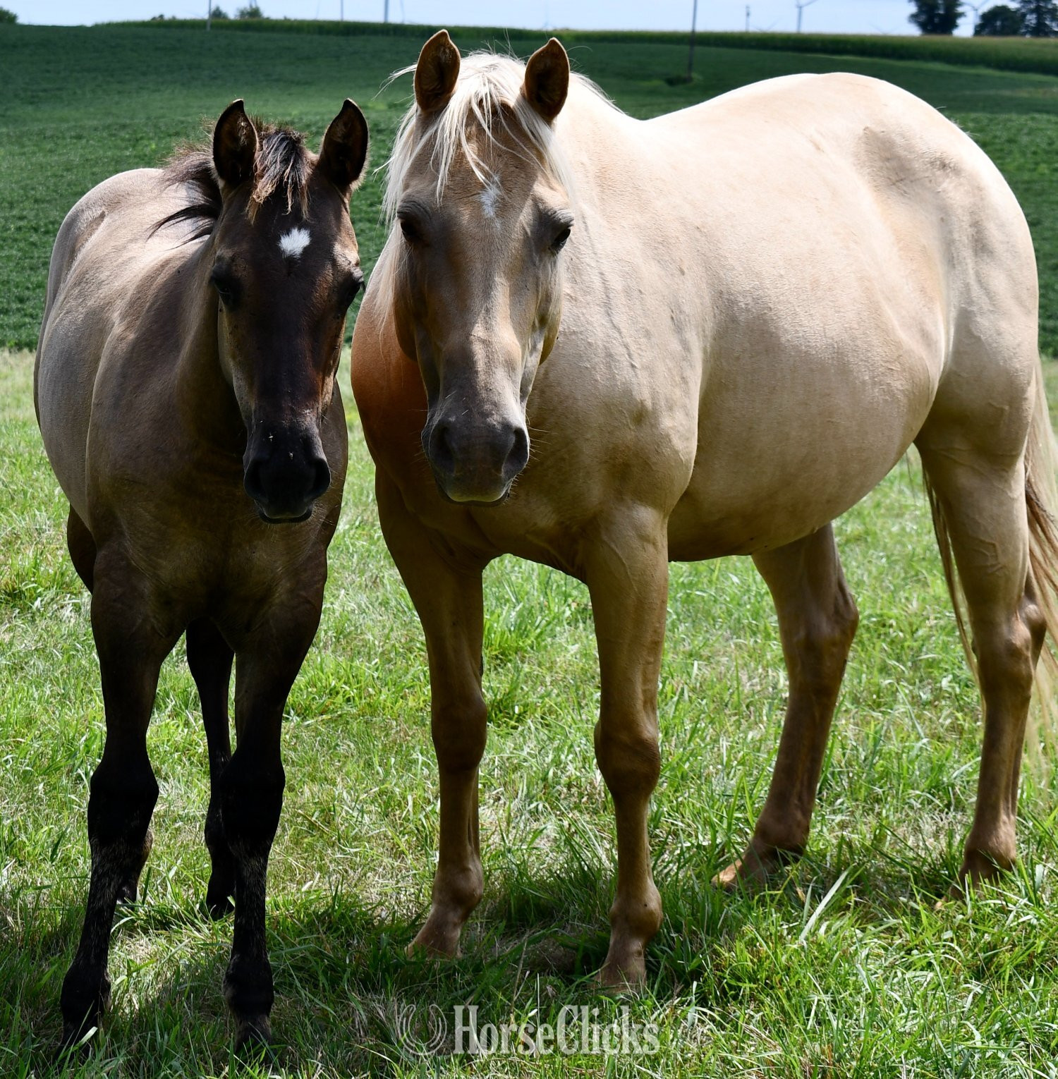 Quarter Horse - "Rose- Solanos Blakburn x Cougarand" Grullo Filly Quarter Horse