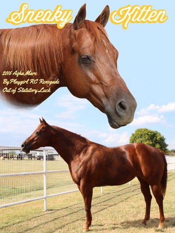 "Sneaky Kitten" Sorrel Mare Quarter Horse