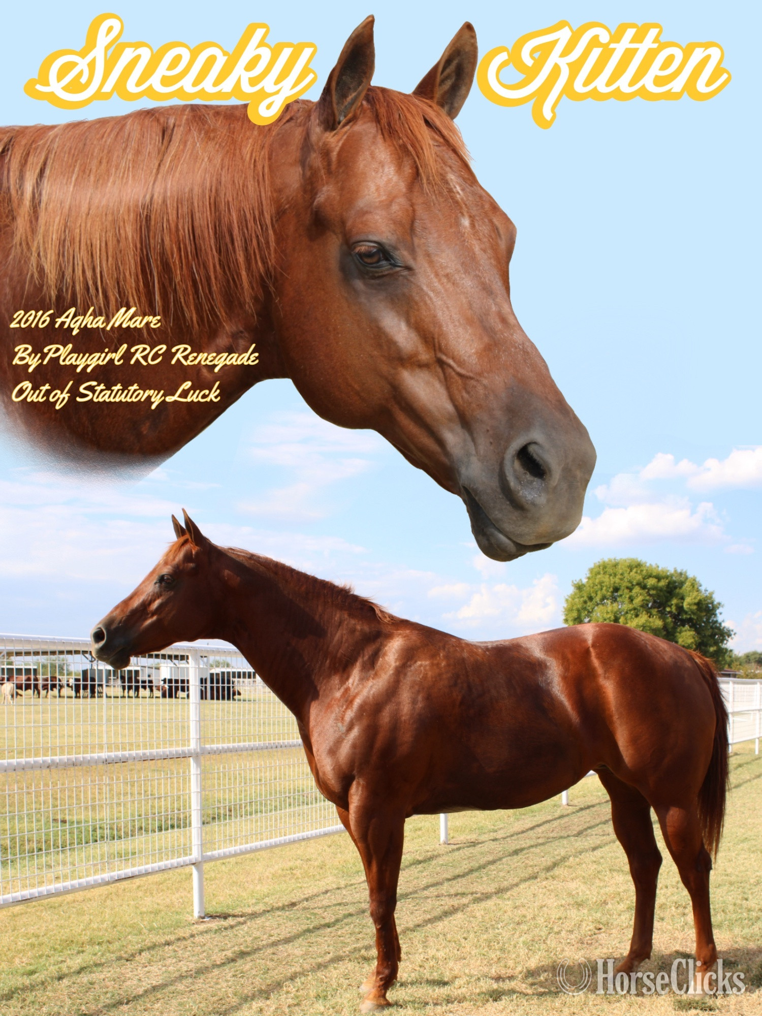 "Sneaky Kitten" Sorrel Mare Quarter Horse in Texas
