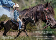 "River" Black Mare Missouri Fox Trotter