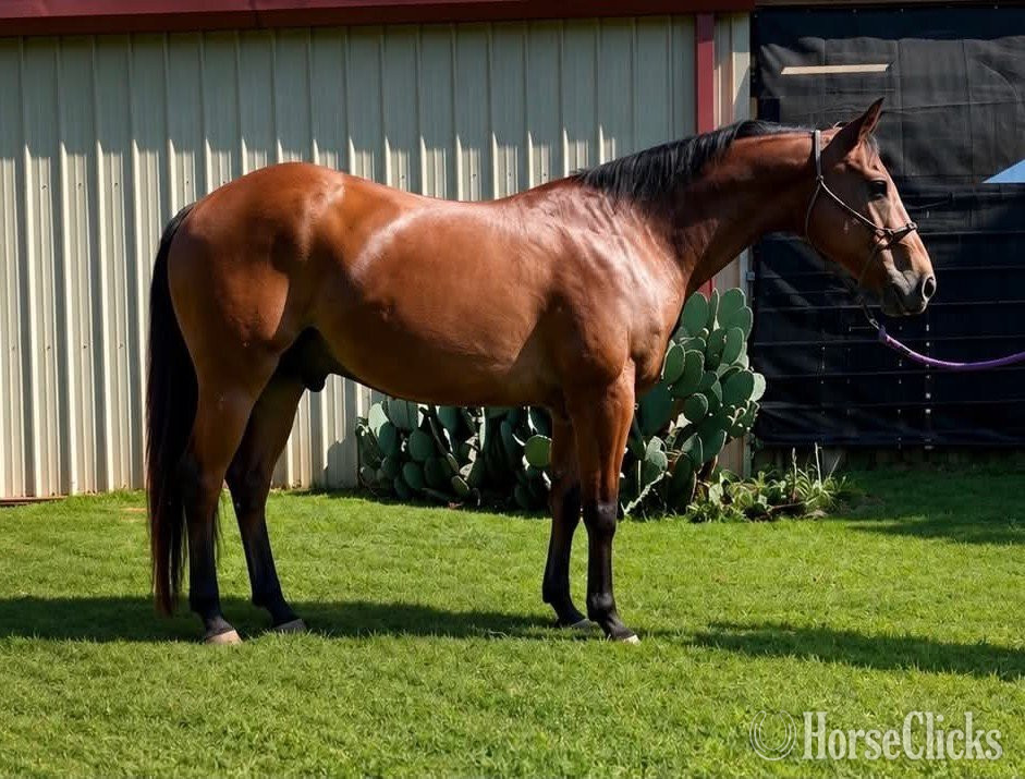 "THUNDER" Bay Gelding Quarter Horse in Arkansas