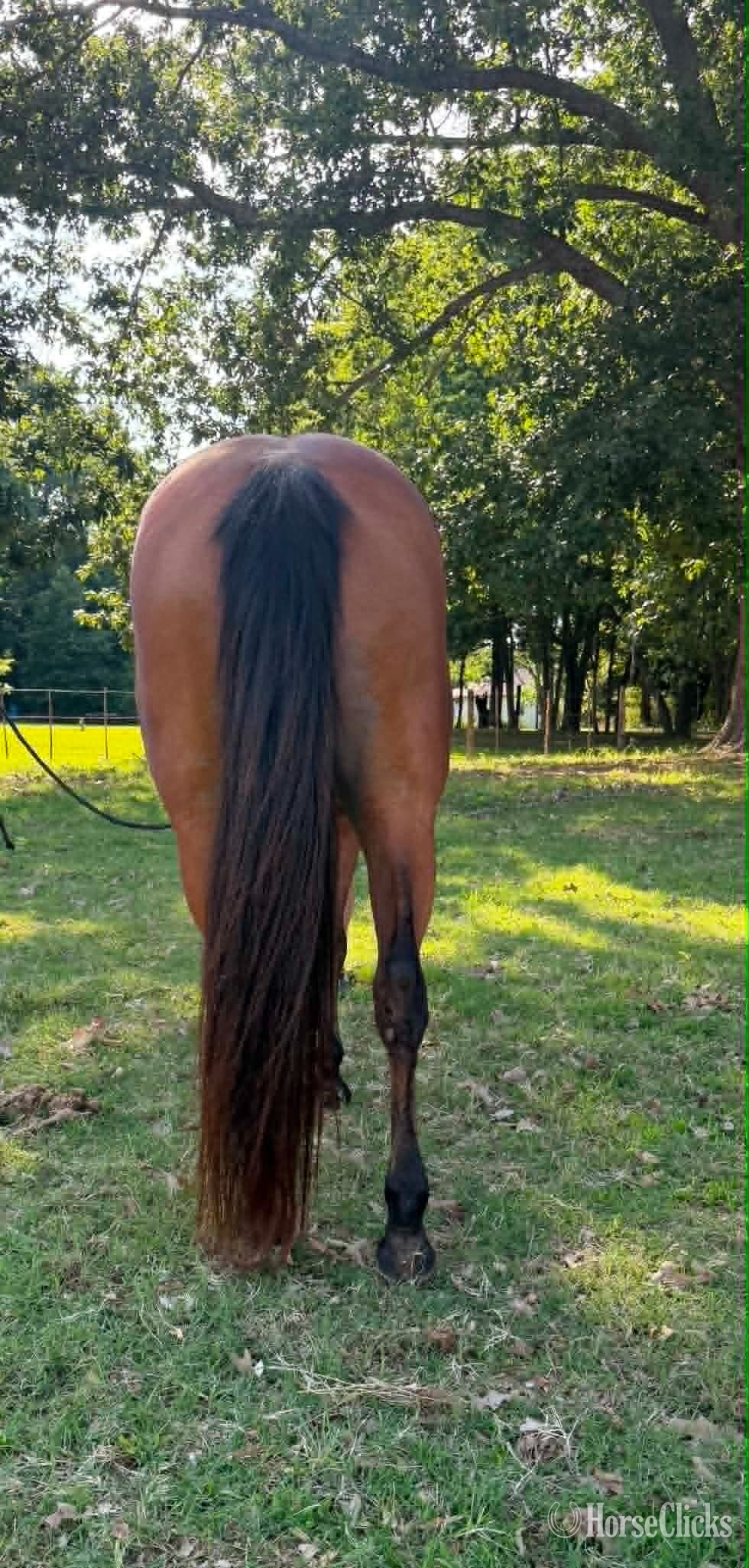 "THUNDER" Bay Gelding Quarter Horse - Quarter Horse in Arkansas