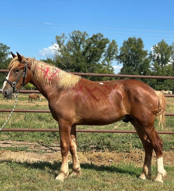 "Arthur"  Gelding Belgian