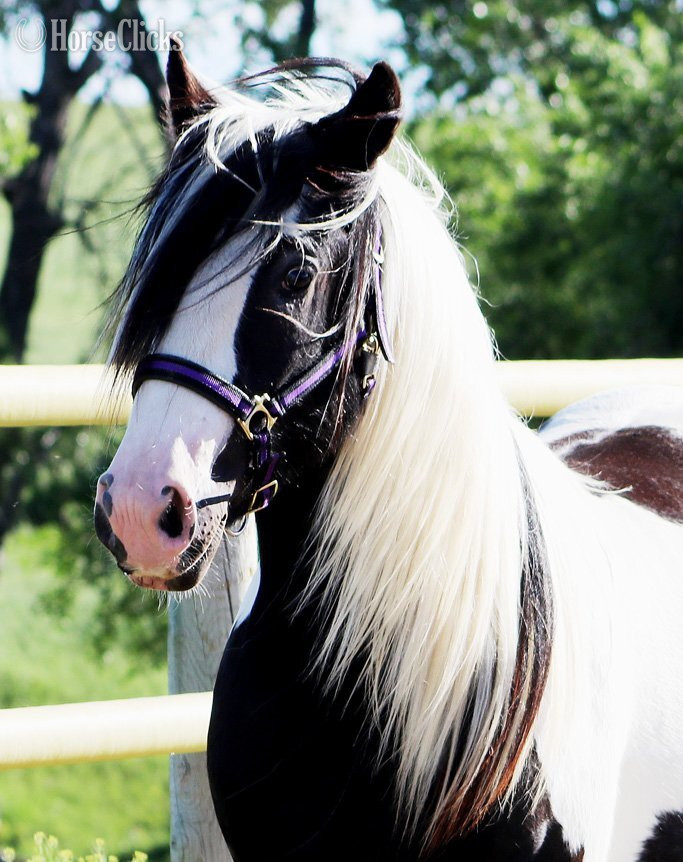 "SCF's Salute to Sam" Piebald Colt Gypsy Vanner