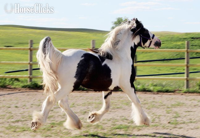 South Dakota "SCF's Salute to Sam" Piebald Colt Gypsy Vanner