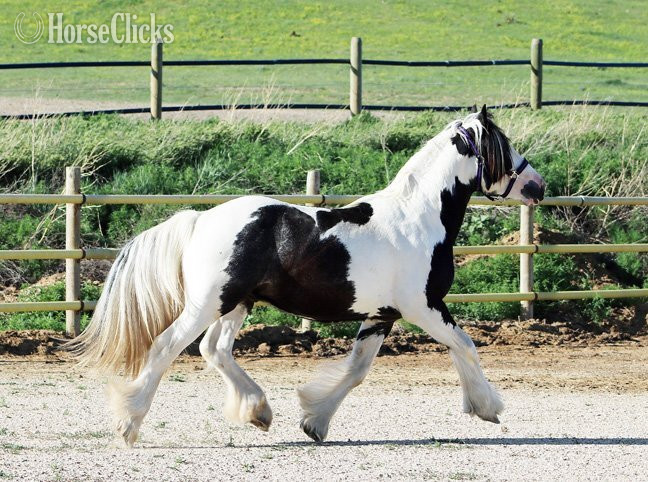 "SCF's Salute to Sam" Piebald Colt Gypsy Vanner - Gypsy Vanner in South Dakota