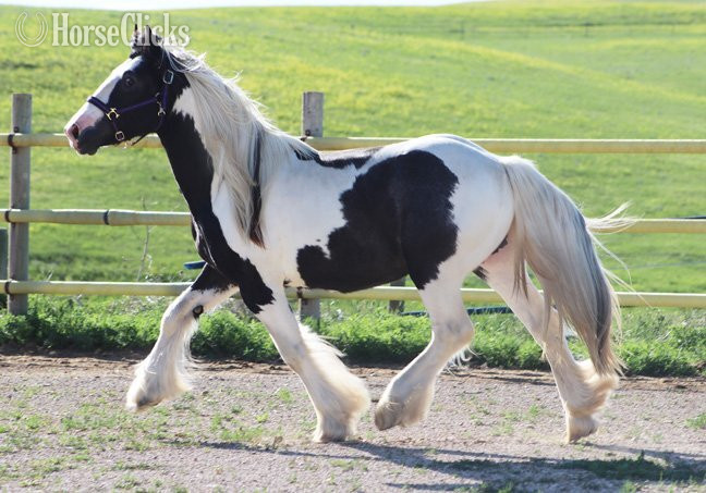 "SCF's Salute to Sam" Piebald Colt Gypsy Vanner - Gypsy Vanner