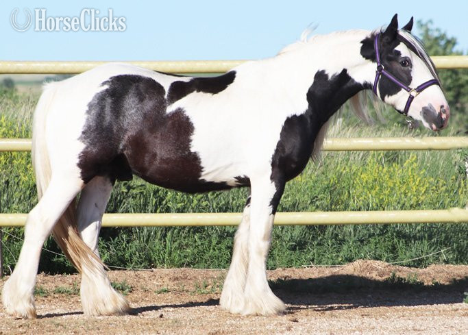 "SCF's Salute to Sam" Piebald Colt Gypsy Vanner South Dakota