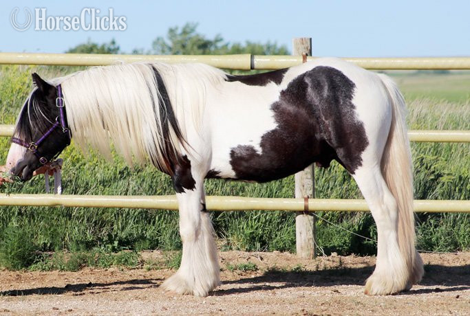 Gypsy Vanner - "SCF's Salute to Sam" Piebald Colt Gypsy Vanner in South Dakota