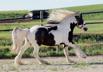 "SCF's Salute to Sam" Piebald Colt Gypsy Vanner