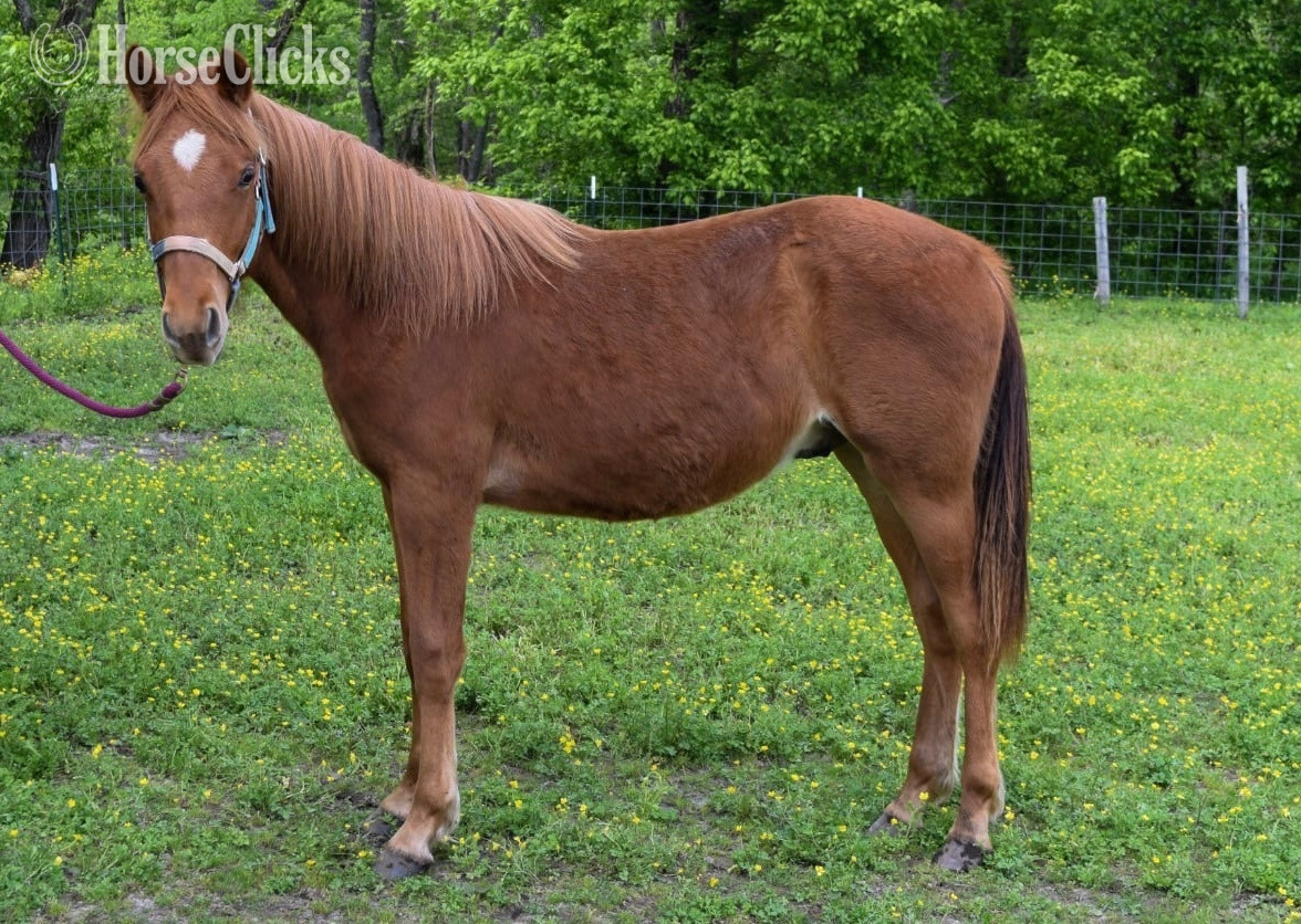 "Flames Fabulous Fredie" Sorrel Colt Missouri Fox Trotter in Missouri