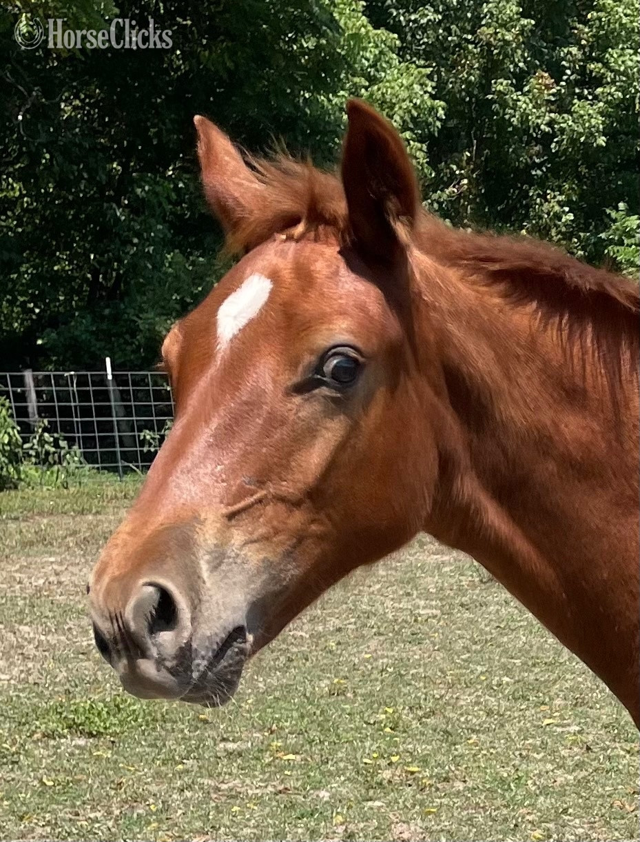 "Flames Fabulous Fredie" Sorrel Colt Missouri Fox Trotter