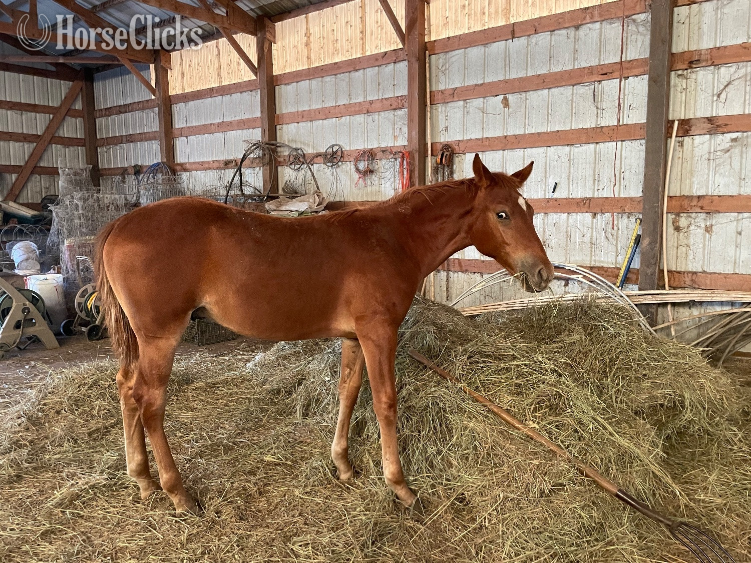 Missouri "Flames Fabulous Fredie" Sorrel Colt Missouri Fox Trotter