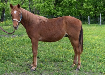 "Flames Fabulous Fredie" Sorrel Colt Missouri Fox Trotter