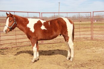 "Houdinis Bar Slide" Tabiano Colt Paint