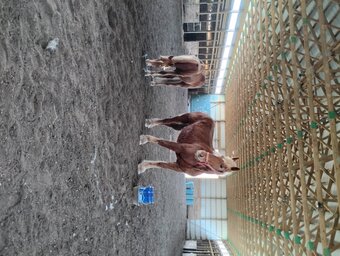 "Athena" Sorrel Mare Belgian