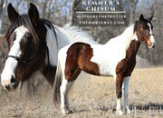 "Kemmer's Chisum" Brown Gelding Missouri Fox Trotter