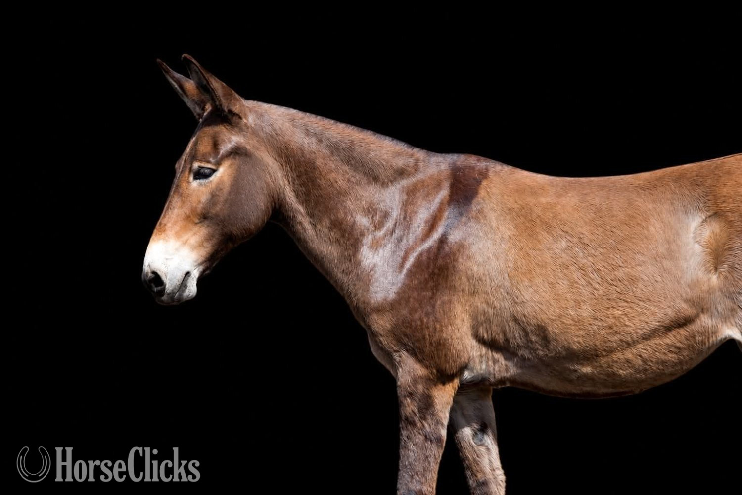"WAFFLES" Sorrel Mare Mule in Pennsylvania