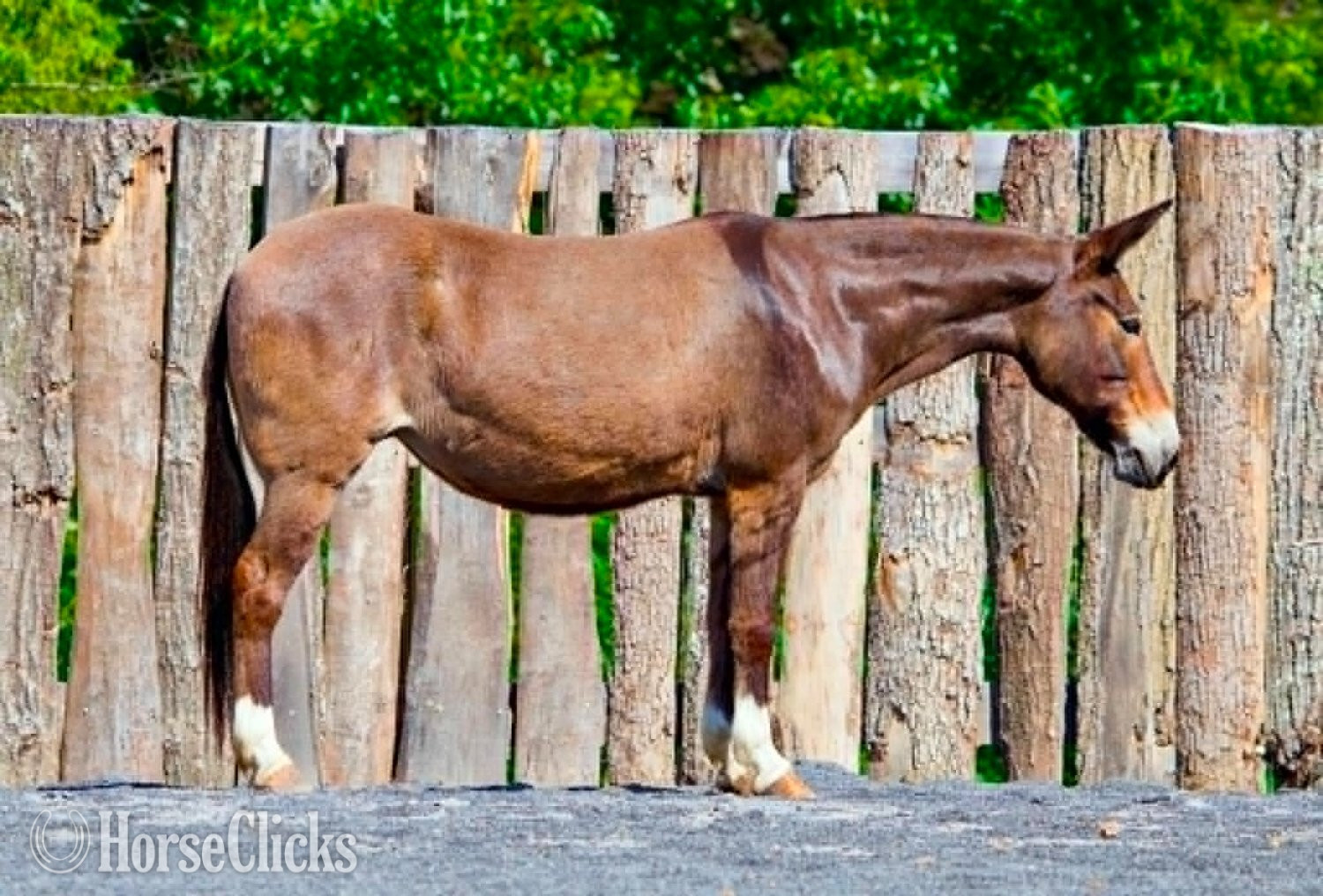 "WAFFLES" Sorrel Mare Mule - Mule in Pennsylvania