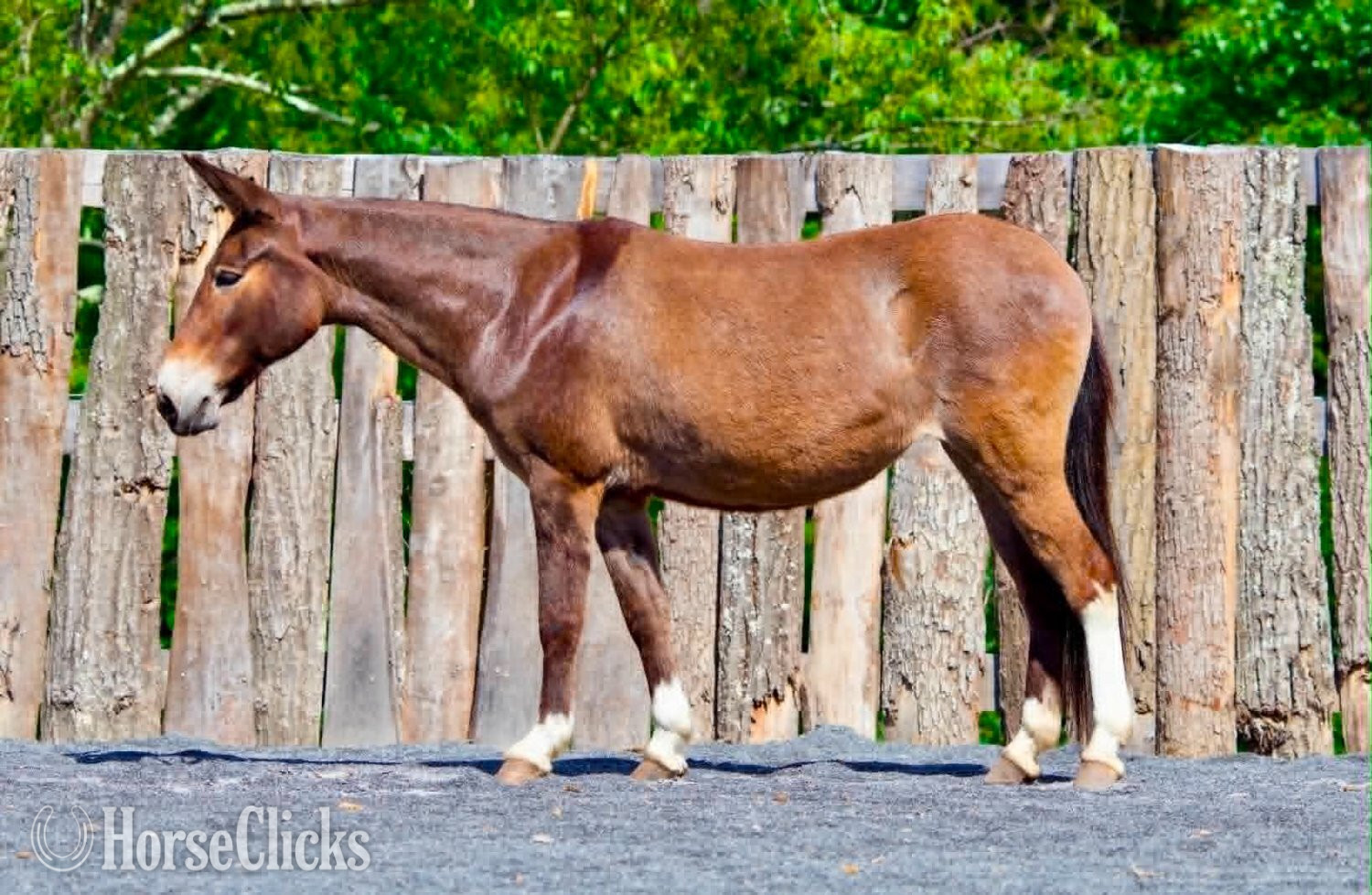 "WAFFLES" Sorrel Mare Mule - Mule