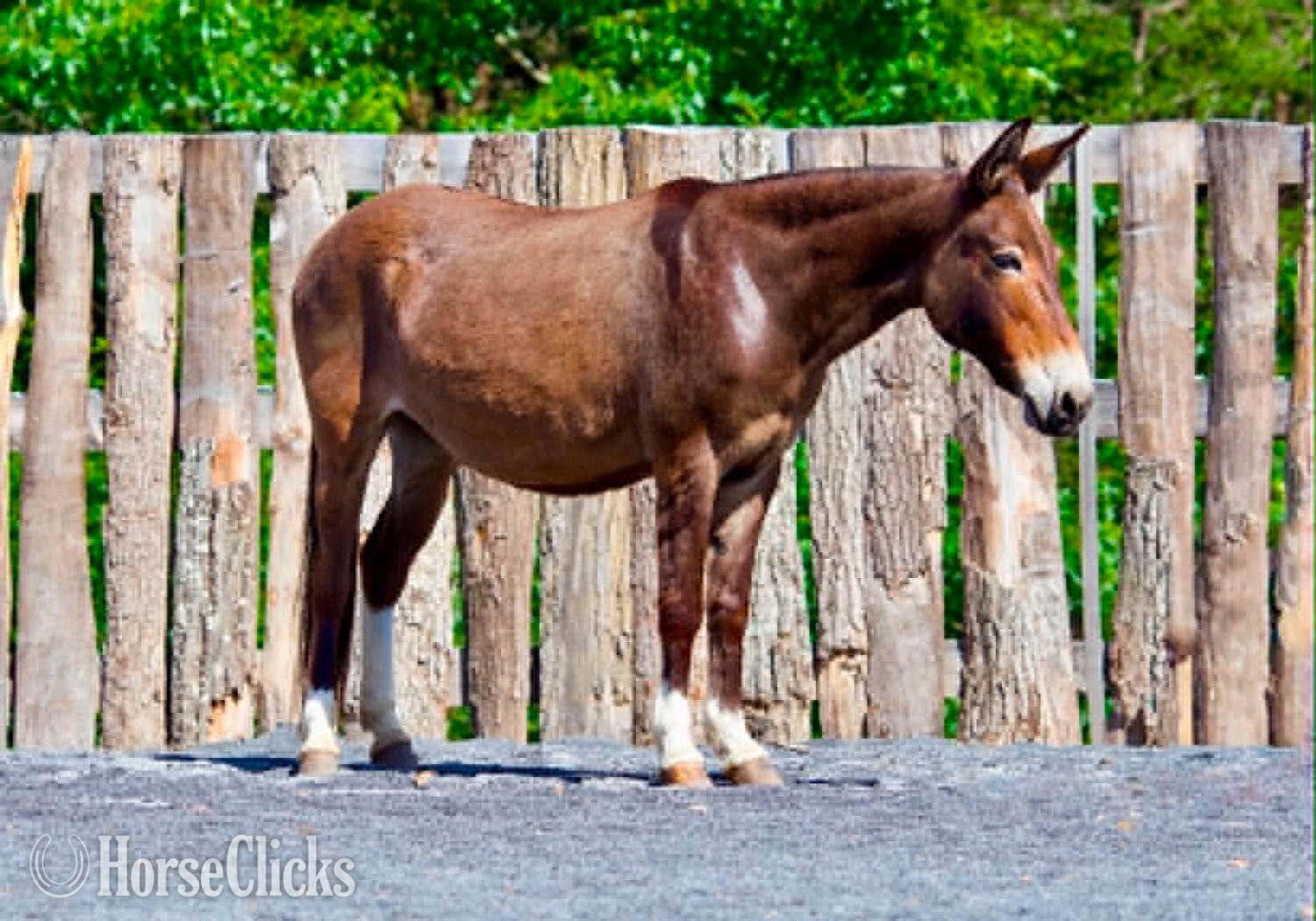 "WAFFLES" Sorrel Mare Mule Pennsylvania