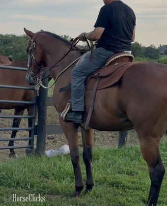 "Timmy" Bay Gelding Thoroughbred