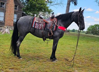"Sierra" Blue Roan Mare Tennessee Walker