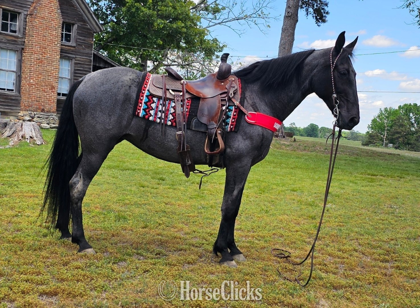 "Sierra" Blue Roan Mare Tennessee Walker in Georgia
