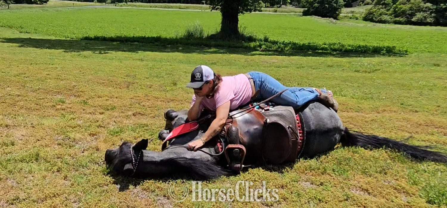 "Sierra" Blue Roan Mare Tennessee Walker