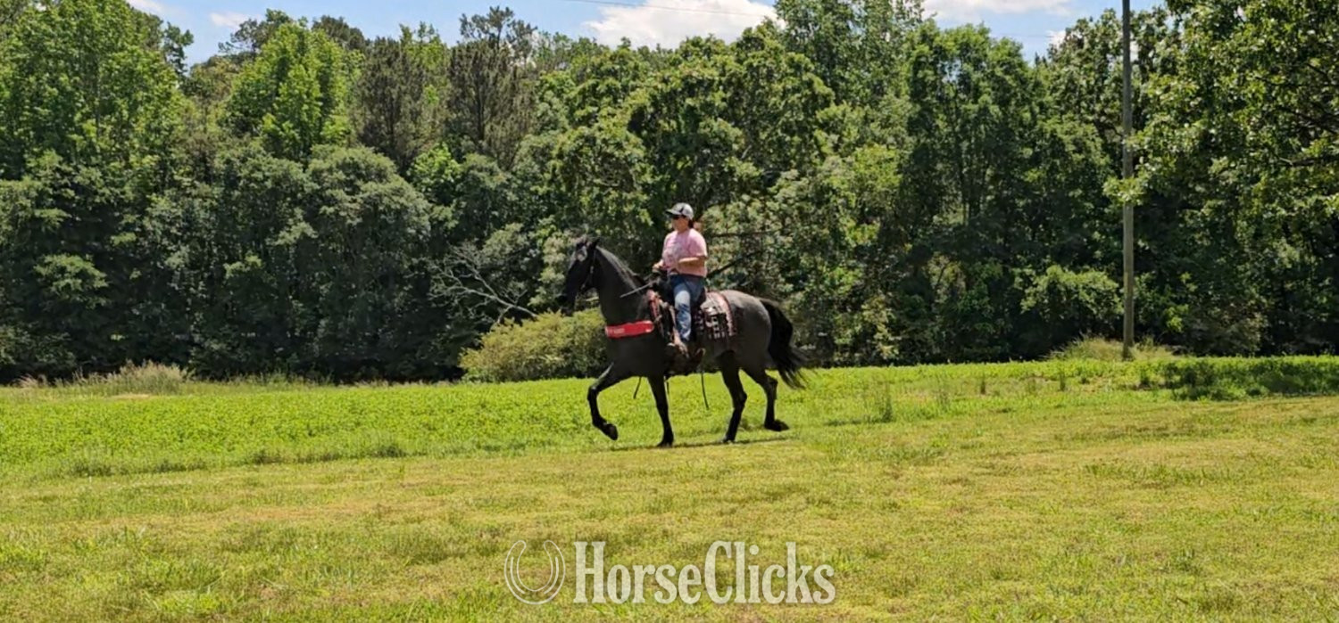 Georgia "Sierra" Blue Roan Mare Tennessee Walker