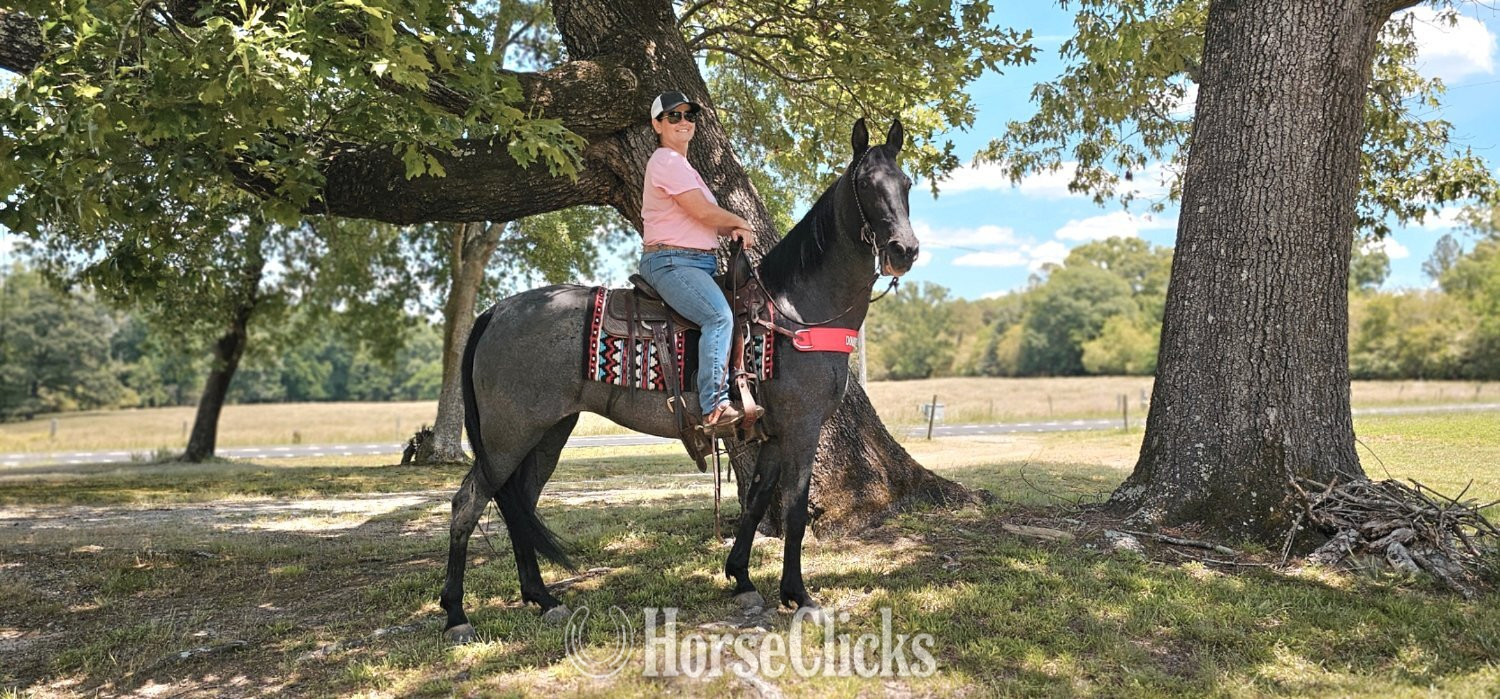"Sierra" Blue Roan Mare Tennessee Walker - Tennessee Walker in Georgia