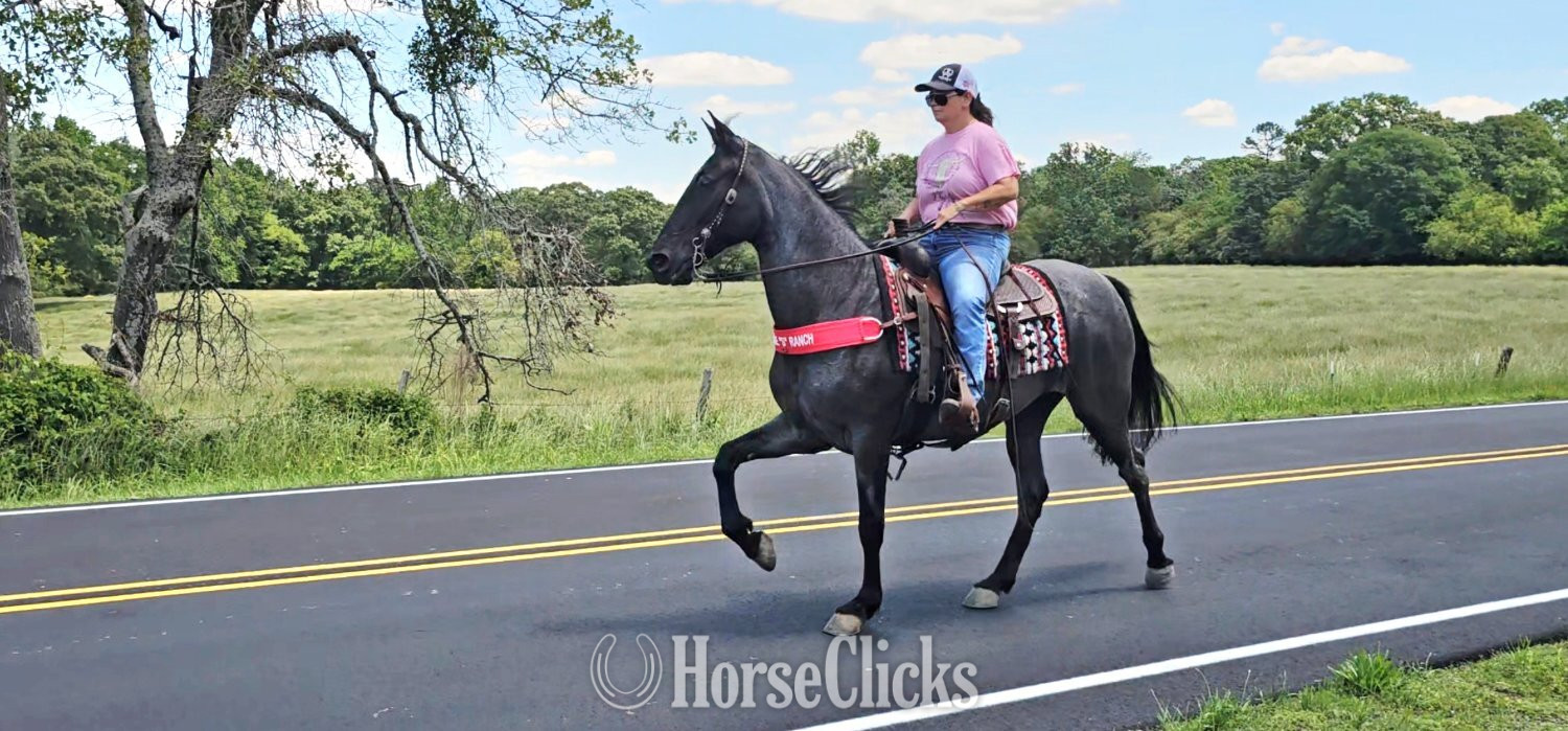 "Sierra" Blue Roan Mare Tennessee Walker - Tennessee Walker