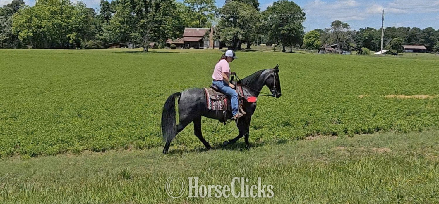 "Sierra" Blue Roan Mare Tennessee Walker Georgia