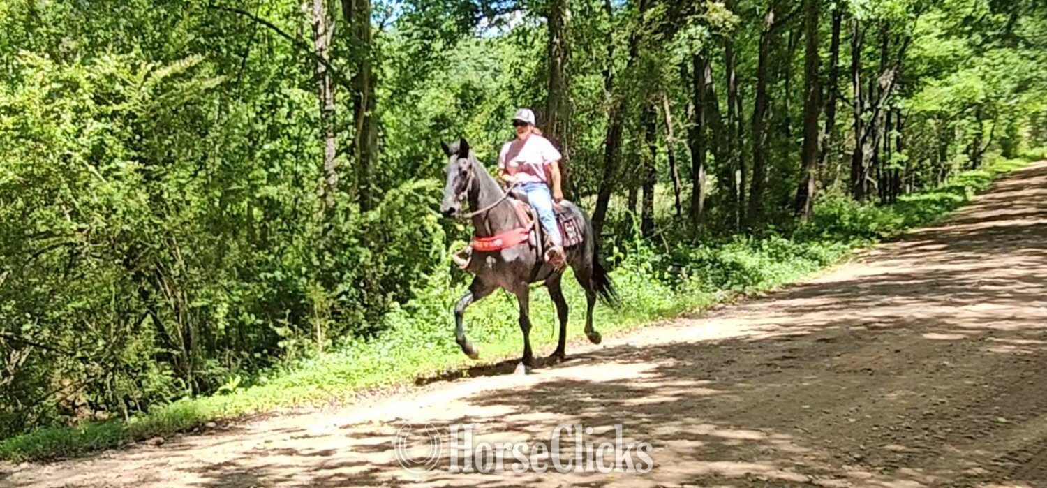 Tennessee Walker - "Sierra" Blue Roan Mare Tennessee Walker in Georgia