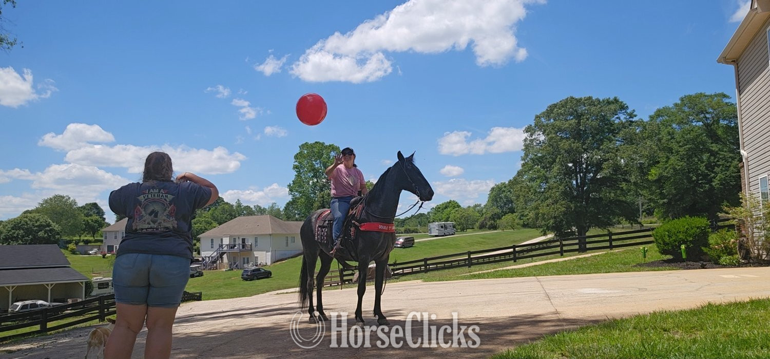 Tennessee Walker - "Sierra" Blue Roan Mare Tennessee Walker