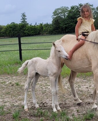 "HH Golden Cloud" Colt Welsh Pony