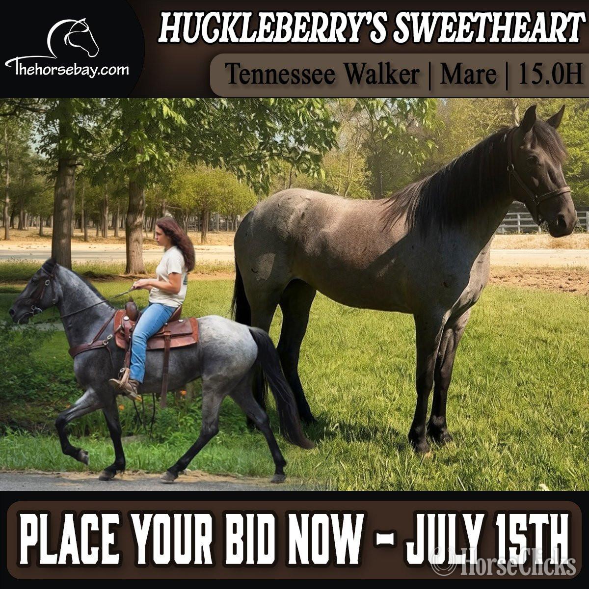 "Huckleberry’s Sweetheart" Blue Roan Mare Tennessee Walker in Kentucky
