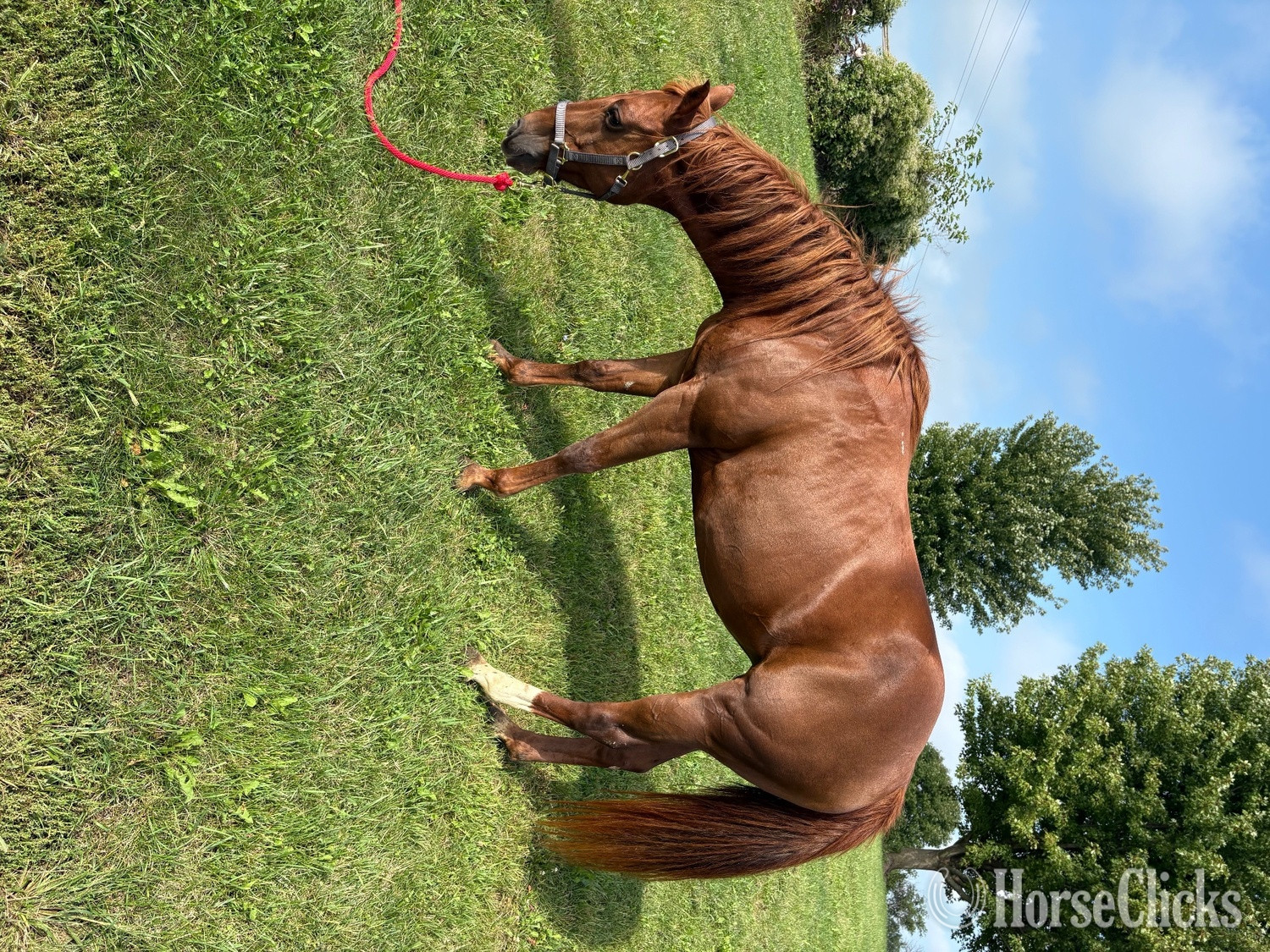 "Ellie" Sorrel Mare Quarter Horse - Quarter Horse in 