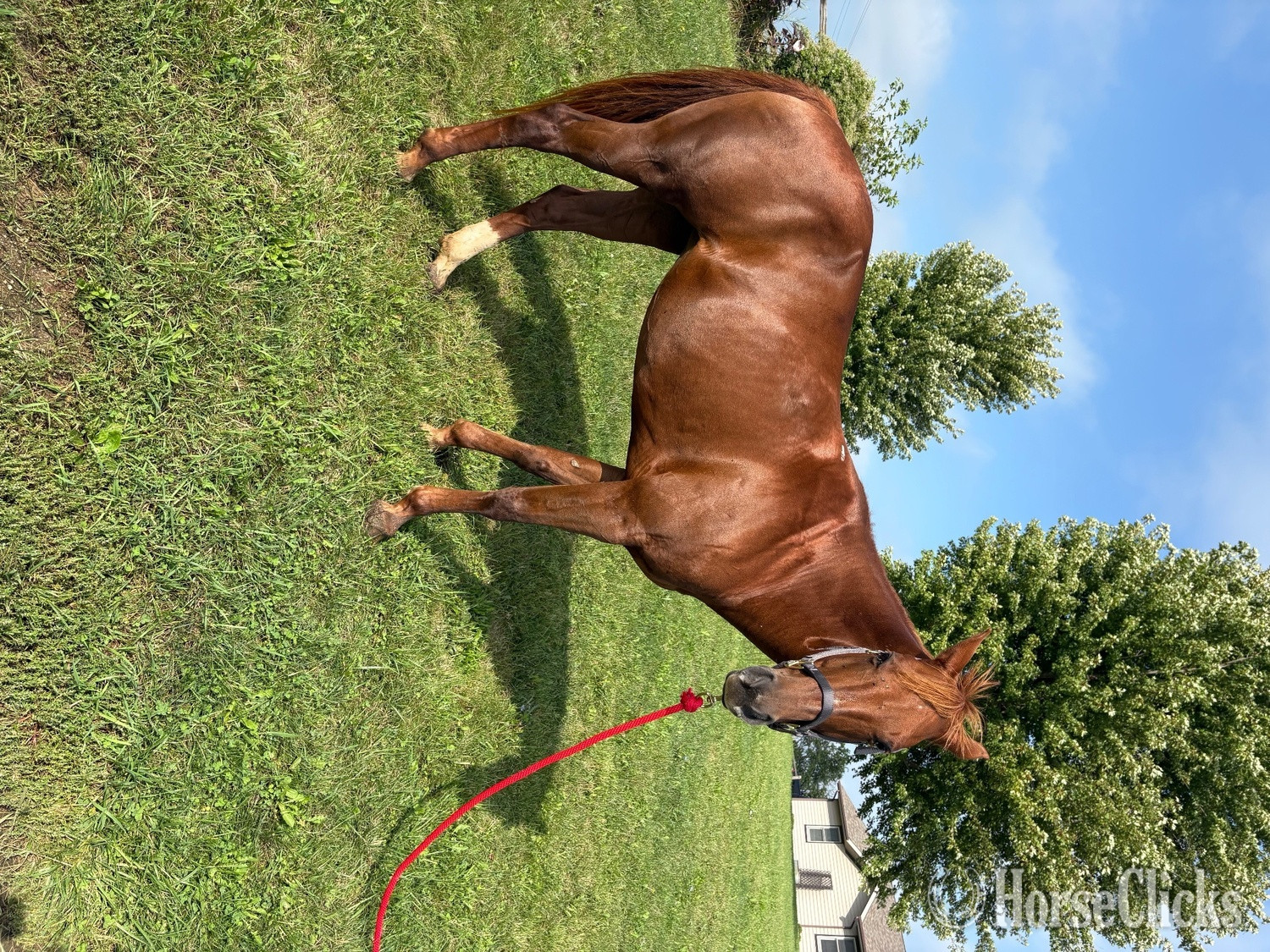 "Ellie" Sorrel Mare Quarter Horse - Quarter Horse