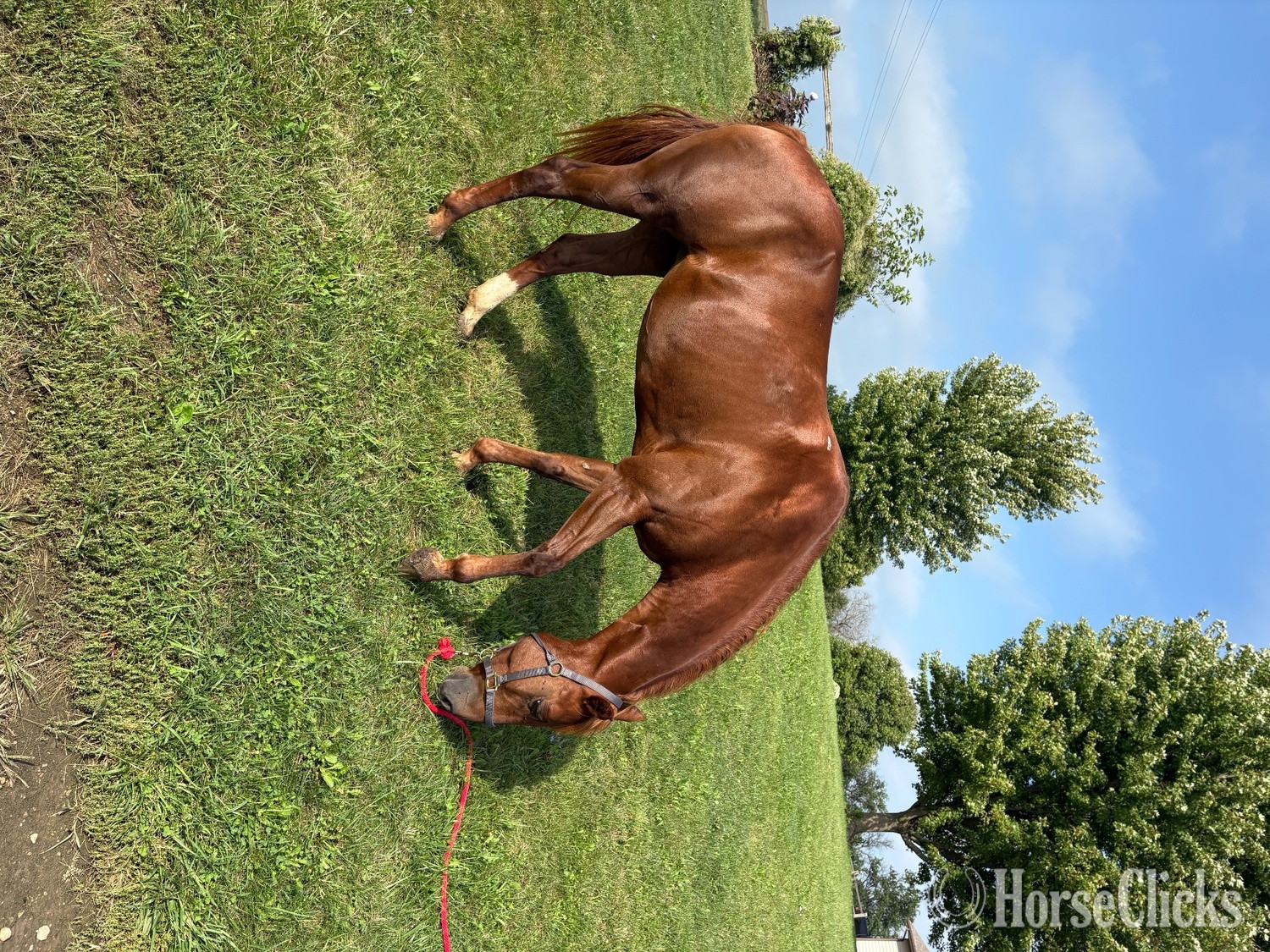 "Ellie" Sorrel Mare Quarter Horse 