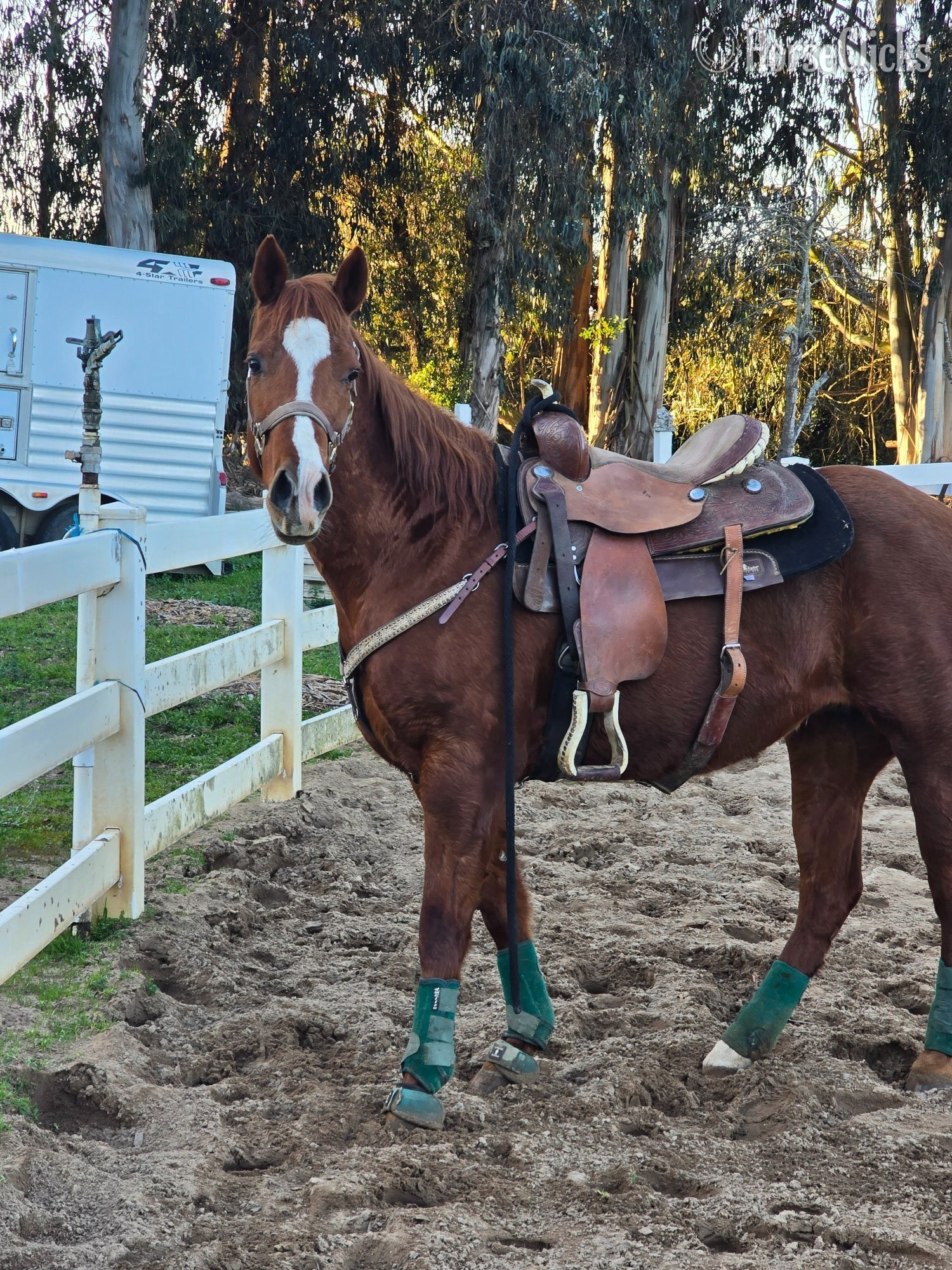 "Riley" Sorrel Mare Quarter Horse in California