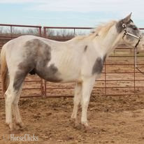 "PRESSNLENAONBIGWILLY" Grey Colt Paint