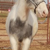 Texas "PRESSNLENAONBIGWILLY" Grey Colt Paint