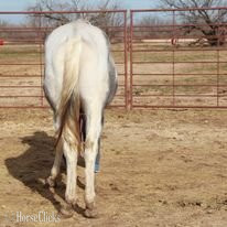 "PRESSNLENAONBIGWILLY" Grey Colt Paint - Paint in Texas