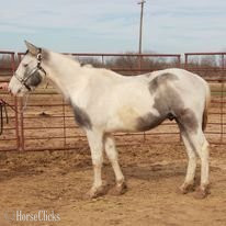 "PRESSNLENAONBIGWILLY" Grey Colt Paint - Paint