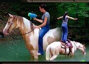 "Mr. Bubbles" Champagne Gelding Spotted Saddle