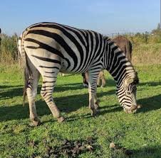15hh Zebra Stallion